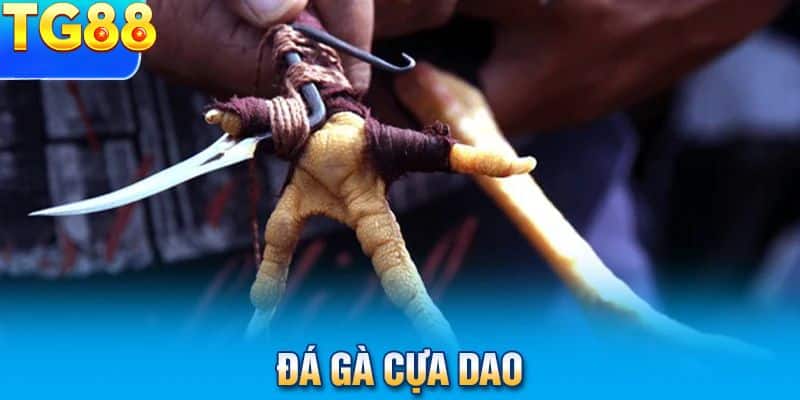 Đặc điểm nổi bật