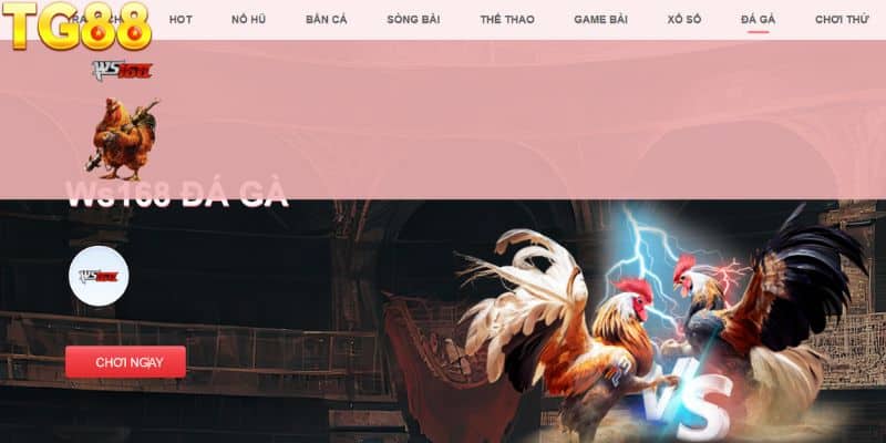 Tổng quan về cược gà online